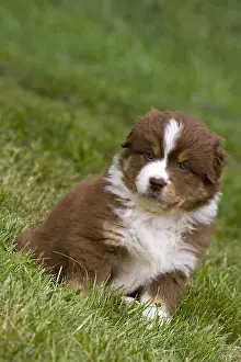 Unsharp: Portrait of a Puppy Dog race Australian Shepherd France