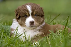 Unsharp: Portrait of a Puppy Dog race Australian Shepherd France