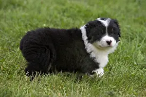Unsharp: Portrait of a Puppy Dog race Australian Shepherd walking