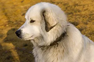 Molossoid: Portrait of Pyreneean Mountain Dog Provence France