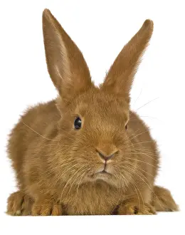 Fauve: Portrait of a rabbit Fauve de Bourgogne