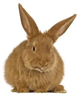 Fauve: Portrait of a rabbit Fauve de Bourgogne