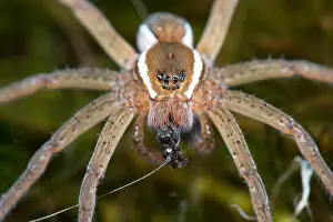Dolomedes: Portrait of a Raft spider (Dolomedes fimbriatus)