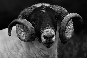 Eire: Portrait of a ram in Ireland