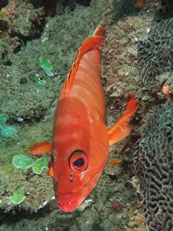Grouper: Portrait of red blacktip grouper (Epinephelus fasciatus)