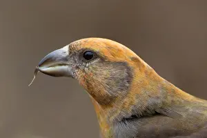 Lemele: Portrait of Red Crossbill (Loxia curvirostra)