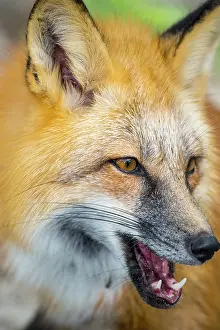 Shows: A portrait of a red fox shows off his three primary