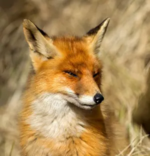 Waterleidingduinen: Portrait of a Red fox (Vulpes vulpes) looking t