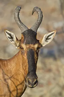 Hartebeest: Portrait of a Red Hartebeest (Alcephalus busela