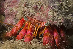 Hermit: Portrait of Red Hermit crab (Dardanus calidus)
