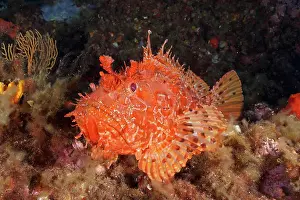 Scrofa: Portrait of red scorpionfish (Scorpaena scrofa)