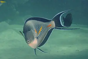 Surgeonfish: Portrait of red sea clown surgeon (Acanthurus sohal)