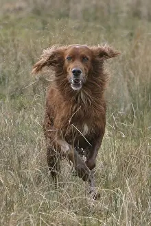 Bogs: Portrait of a Red Setter galloping in a swamp France