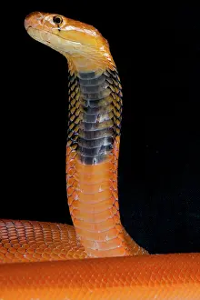 Pallida: Portrait of Red spitting cobra (Naja pallida) on