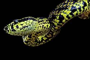 Pitviper: Portrait of Red Spotted viper (Trimeresurus jerdonii