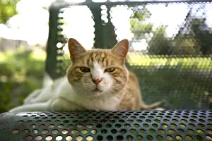 Protectrice: Portrait of red and white SPCA cat in Provence France