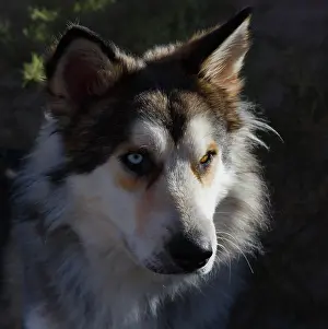 Rescue: Portrait of rescue dog