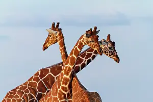 Reticulata: Portrait of Reticulated Giraffe males - Masai Mara