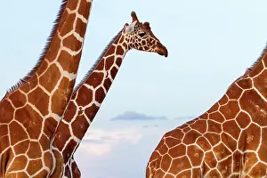 Reticulata: Portrait of Reticulated giraffe males - Masai Mara