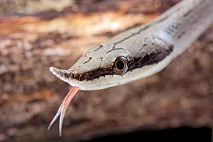 Colubrinae: Portrait of Rhinoceros ratsnake (Gonyosoma boulengeri