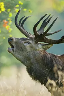 Copenhagen: Portrait of a roaring red deer ( Cervus elaphus)