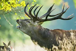 Copenhagen: Portrait of a roaring red deer ( Cervus elaphus)