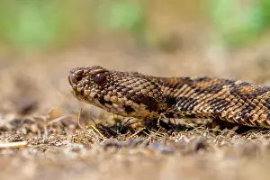 Crawl: Portrait of the Rock Viper, Coastal Viper or Ottoman viper (Vipera xanthina) on Lesbos Island
