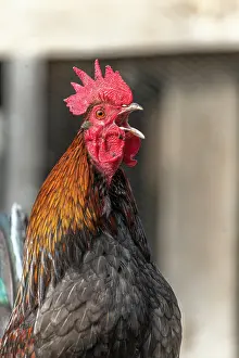 Chicken: Portrait of a Rooster crowing in a farmyard. Educational
