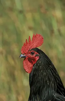 Pays: Portrait of a rooster Noir de Challans breed Vendee