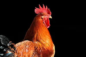 Farmyards: Portrait of a Rooster in yard