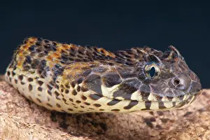 Rugosus: Portrait of Rough scaled death adder (Acanthophis
