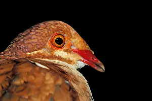 Livia: Portrait of Rudy-Quail Dove French Guiana