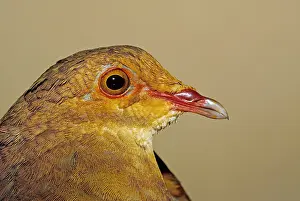 Livia: Portrait of Rudy-Quail Dove French Guiana