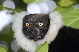 Equatorial: Portrait of Ruffed lemur (Varecia variegata) adult
