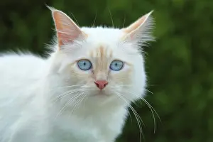 Burma: Portrait of Sacred Cat of Burma - France