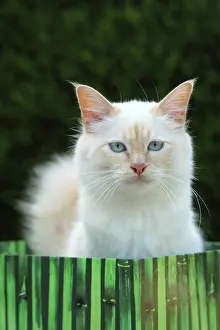 Burma: Portrait of Sacred Cat of Burma - France