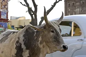 Insensitive: Portrait of a sacred Cow in the middle of traffic India