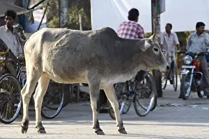 Bicycles: Portrait of a sacred Cow in the middle of traffic India