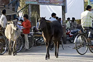 Bicycles: Portrait of a sacred Cow walking quietly in town