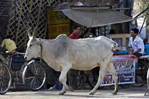Shops: Portrait of a sacred Cow walking quietly in town
