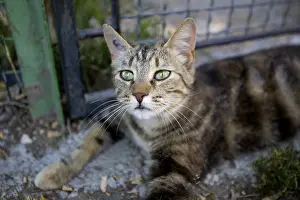 Gloomly: Portrait of a sad-looking SPCA cat in Provence France