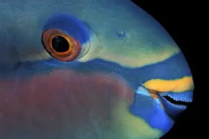 Scarus: Portrait of saddled parrotfish, Scarus dimidiatus, Witu isla