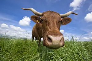 Cantal: Portrait of a Salers cow in a meadow Cantal France