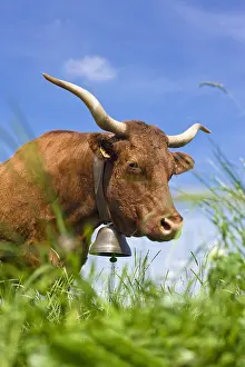 Cantal: Portrait of a Salers cow in a meadow Cantal France