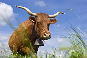 Cantal: Portrait of a Salers cow in a meadow Cantal France