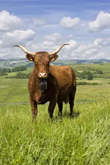 Cantal: Portrait of a Salers cow in a meadow Cantal France