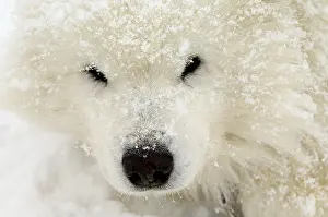Samoyed: Portrait of Samoyed under the snow Queyras Alps France