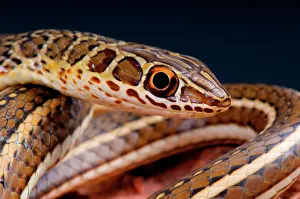 Libya: Portrait of Sand snake (Psammophis sibilans), Egypt