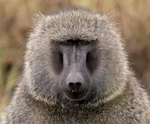 Olive: Portrait of the savannah baboon (Papio anubis) from