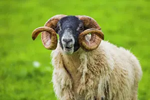 Spiral: Portrait of Scottish Blackface sheep ram (Ovis a